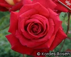 Kleopatra 1994 kaufen, click for more details Kleopatra 1994