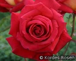 Kleopatra   1994 kaufen, click for more details Kleopatra   1994