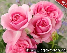 Königin Marie