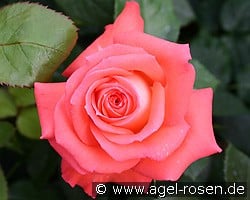 Königin der Rosen kaufen, click for more details Königin der Rosen