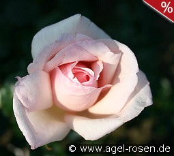 Königliche Hoheit kaufen, click for more details Königliche Hoheit