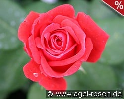 Komet kaufen, click for more details Komet