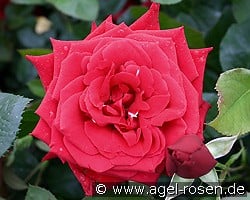 Konrad Henkel kaufen, click for more details Konrad Henkel