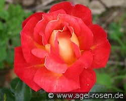 Kontrast kaufen, click for more details Kontrast