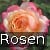 Kordes' Jubilee