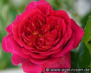 L'Ami des jardins