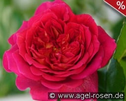 L'Ami des jardins kaufen, click for more details L'Ami des jardins