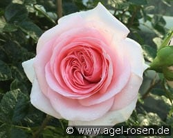 La Fontaine aux Perles kaufen, click for more details La Fontaine aux Perles