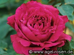 La Rose des 4  Vents