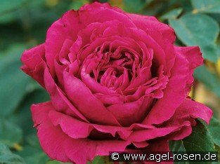 La Rose des 4  Vents