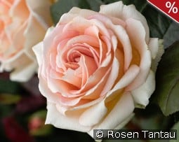 Lady Capri kaufen, click for more details Lady Capri