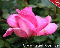 Lady Like kaufen, click for more details Lady Like