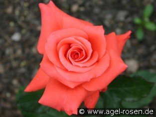 Lady Rose