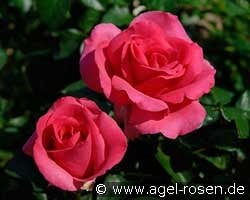 Lancôme kaufen, click for more details Lancôme