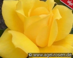 Landora kaufen, click for more details Landora