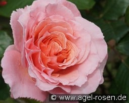 Laurent Cabrol kaufen, click for more details Laurent Cabrol