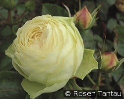 Lemon Piano kaufen, click for more details Lemon Piano