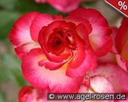 Leo Ferre kaufen, click for more details Leo Ferre