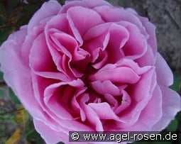 Li Parfum kaufen, click for more details Li Parfum