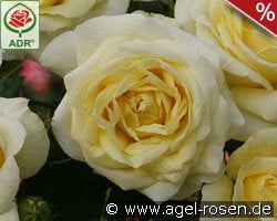 Limona kaufen, click for more details Limona