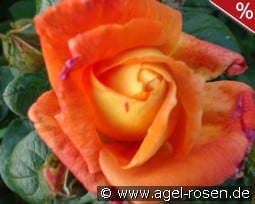 Louis de Funès syn Charleston 88 kaufen, click for more details Louis de Funès syn Charleston 88