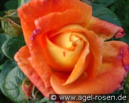 Louis de Funès syn Charleston 88 kaufen, click for more details Louis de Funès syn Charleston 88