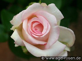 Lovely Antike