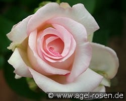 Lovely Antike kaufen, click for more details Lovely Antike