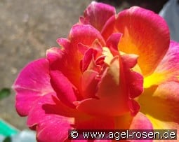 Lustige kaufen, click for more details Lustige