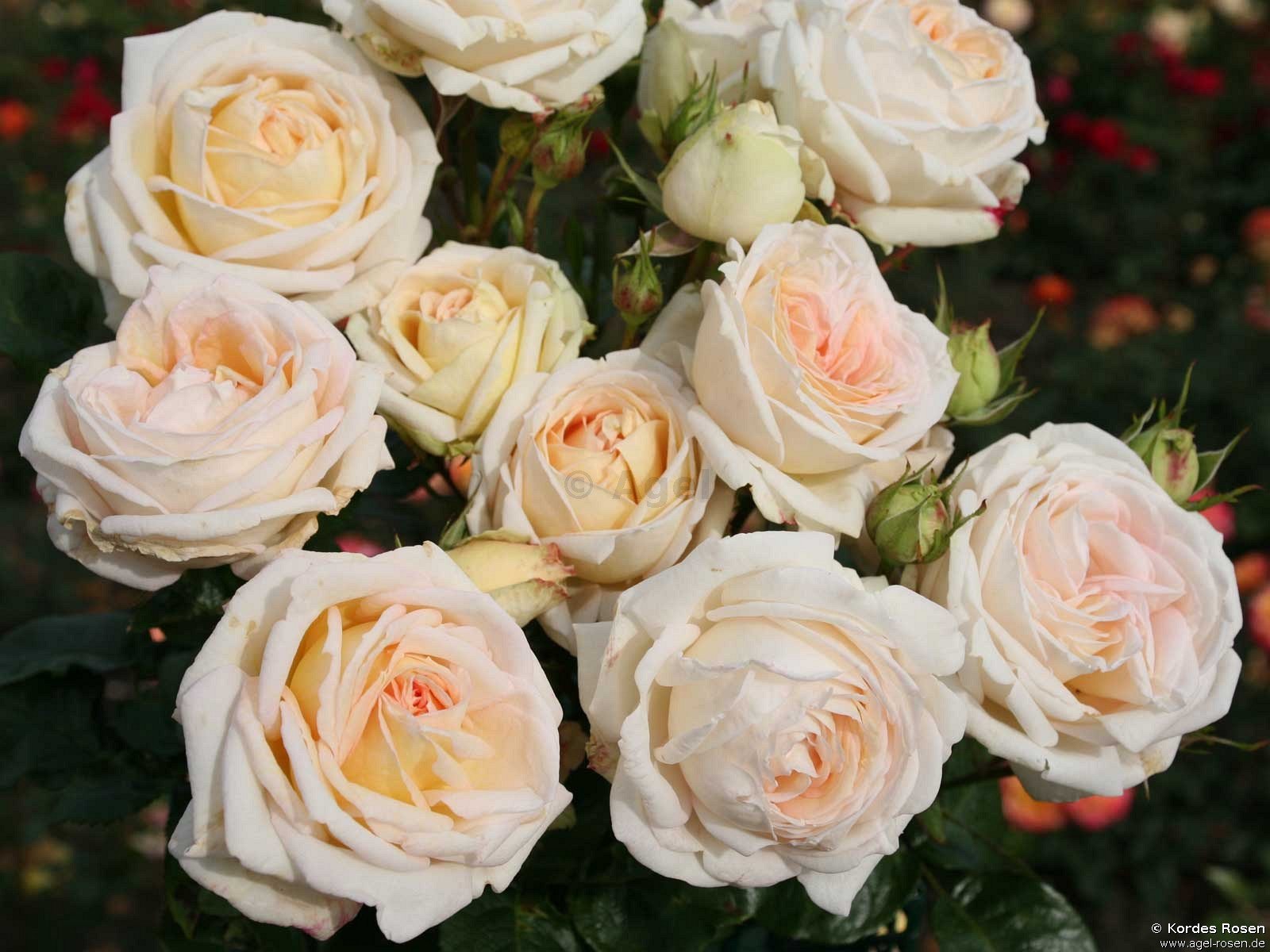 Buy Madame Anisette ® – Hybrid Tea – AGEL ROSEN