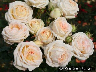 Madame Anisette