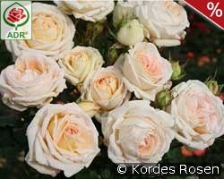 Madame Anisette kaufen, click for more details Madame Anisette