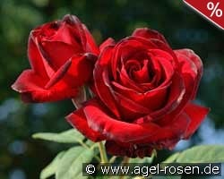 Madame Delbard kaufen, click for more details Madame Delbard