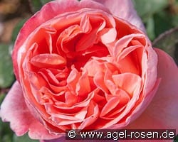 Mademoiselle Meilland kaufen, click for more details Mademoiselle Meilland