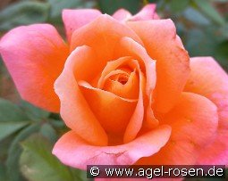 Magdeburg kaufen, click for more details Magdeburg