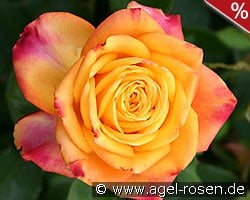 Magma kaufen, click for more details Magma