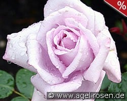 Mainzer Fastnacht kaufen, click for more details Mainzer Fastnacht