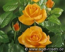 Maja Oetker syn. Coronation Gold