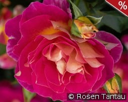 Maleica kaufen, click for more details Maleica