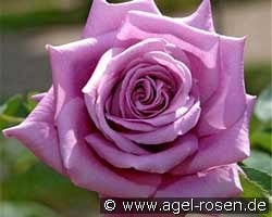 Mamy Blue kaufen, click for more details Mamy Blue