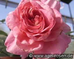 Manuela Schultheis kaufen, click for more details Manuela Schultheis