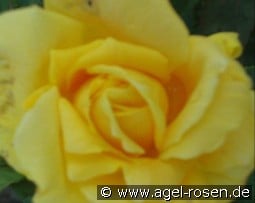 Marco Polo kaufen, click for more details Marco Polo