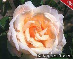 Marie-Louise Marjan kaufen, click for more details Marie-Louise Marjan