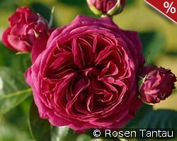 Marietta kaufen, click for more details Marietta