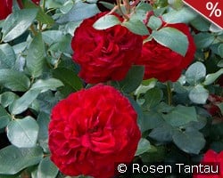 Marlene kaufen, click for more details Marlene