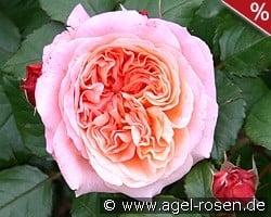 Mary Ann kaufen, click for more details Mary Ann