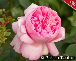 Mauritia kaufen, click for more details Mauritia