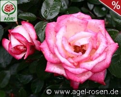 Maxim kaufen, click for more details Maxim