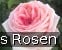 Meine Rose