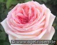 Meine Rose